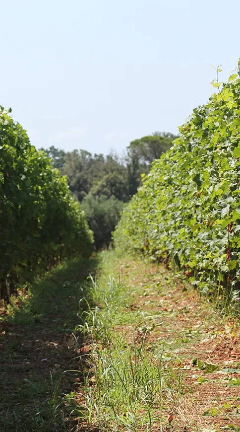 Agrihotel Elisabetta aziendaagricola